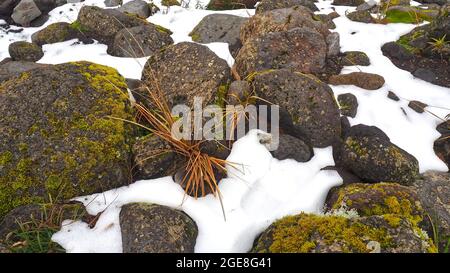 Herbe de Hardy dans la neige et lichen sur les rochers de lave sur la promenade de Wilkies pools, parc national d'Egmont, Nouvelle-Zélande Banque D'Images