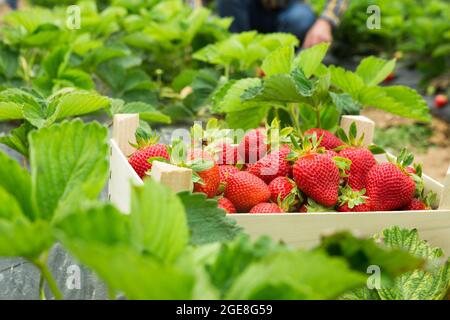 Caisse de fraises fraîchement récoltées à la ferme Banque D'Images