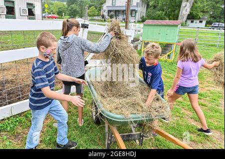 Shavertown, États-Unis. 17 août 2021. Les enfants nourrissent les veaux et le foin de chèvres. Chaque été, les enfants qui ont subi un traumatisme ou une perte sont acceptés au camp de deuil agricole. Les enfants apprennent les corvées de base de la ferme mais ont aussi la chance d'interagir avec les animaux et les conseillers. Le camp comprend également des thérapies et des leçons pour aider les enfants à faire face aux pertes qu'ils ont subies. Le camp se trouve sur une ferme éducative appelée « les terres à Hillside ». Crédit : SOPA Images Limited/Alamy Live News Banque D'Images