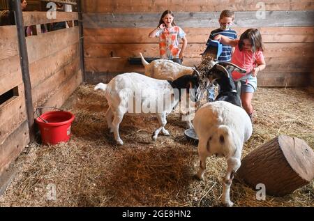 Shavertown, États-Unis. 17 août 2021. Les enfants nourrissent les chèvres pendant un camp de chagrin. Chaque été, les enfants qui ont subi un traumatisme ou une perte sont acceptés au camp de deuil agricole. Les enfants apprennent les corvées de base de la ferme mais ont aussi la chance d'interagir avec les animaux et les conseillers. Le camp comprend également des thérapies et des leçons pour aider les enfants à faire face aux pertes qu'ils ont subies. Le camp se trouve sur une ferme éducative appelée « les terres à Hillside ». (Photo par Aimee Dilger/SOPA Images/Sipa USA) crédit: SIPA USA/Alay Live News Banque D'Images