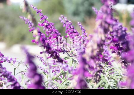 gros plan de nombreuses fleurs violettes de lavande en pleine floraison Banque D'Images