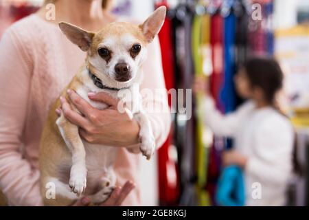 Femme positive avec chien chihuahua dans la boutique d'animaux de compagnie Banque D'Images