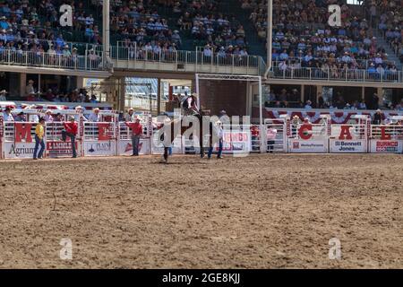 Le cowboy se promette à l'occasion du centenaire du Stampede de Calgary, en Alberta. Banque D'Images