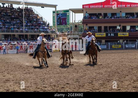 Le cowboy se promette à l'occasion du centenaire du Stampede de Calgary, en Alberta. Banque D'Images