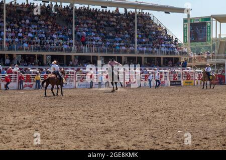 Le cowboy se promette à l'occasion du centenaire du Stampede de Calgary, en Alberta. Banque D'Images