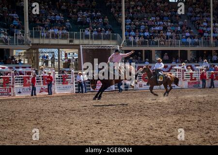 Le cowboy se promette à l'occasion du centenaire du Stampede de Calgary, en Alberta. Banque D'Images