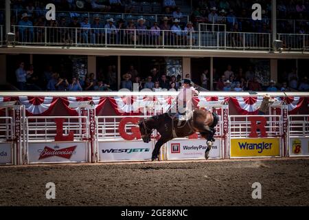 Le cowboy se promette à l'occasion du centenaire du Stampede de Calgary, en Alberta. Banque D'Images