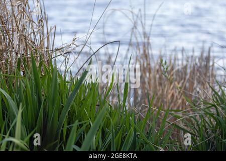 herbes et roseaux au bord de l'eau Banque D'Images