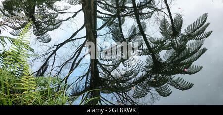 Fougères arborescentes reflétées dans le grand lac de Pukekura Park, New Plymouth, Nouvelle-Zélande Banque D'Images