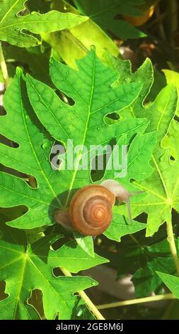 Escargot marchant sur les feuilles de l'arbre papaye.invertébré la vie animale nature le matin Banque D'Images