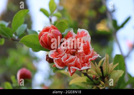 Foyer sélectif des fleurs de grenade en fleurs sur la plante de punica granatum avec des pétales et des feuilles Banque D'Images