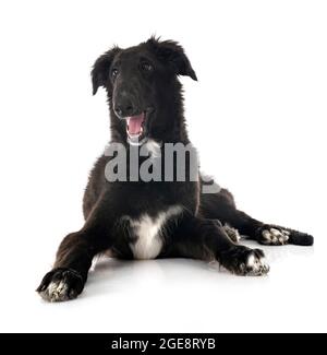 jeune borzoi devant un fond blanc Banque D'Images