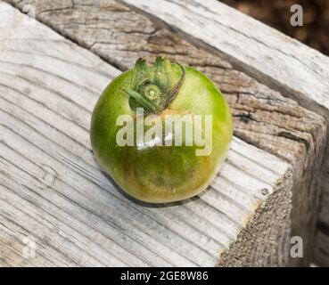 Fruit d'une plante de tomate affectée par la brûlure (Phytophthora infestans), Angleterre, Royaume-Uni Banque D'Images