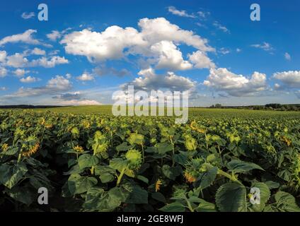 Tournesols champ en journée ensoleillée avec ciel bleu et nuages bouffis. L'été à la campagne. Banque D'Images