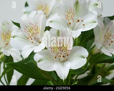 Une exposition de fleurs blanches Alstroemeria aurea ( également connu sous le nom de Lily péruvienne ) indigènes aux Amériques