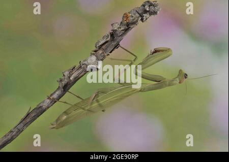 Mantis de prière européenne - mantis d'Europe (Mantis religiosa) spécimen vert en attente de proie sur une branche morte Vaucluse - Provence - France Banque D'Images