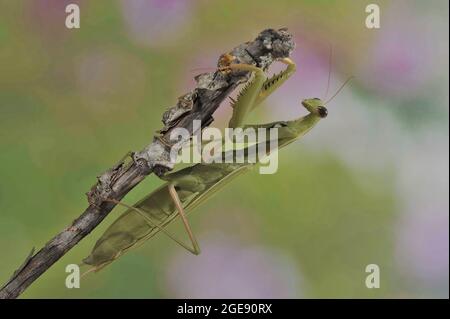 Mantis de prière européenne - mantis d'Europe (Mantis religiosa) spécimen vert en attente de proie sur une branche morte Vaucluse - Provence - France Banque D'Images