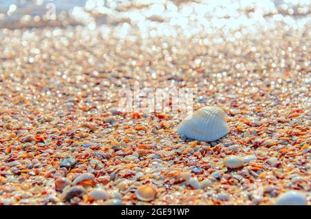 Seashell sur la plage dans la lumière du matin avec bokeh. Coque anadara blanche en bord de mer. Concept de voyage. Copier l'espace Banque D'Images