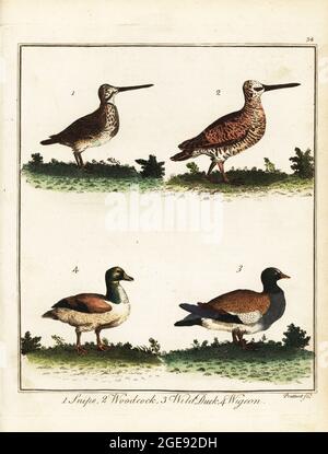 Oiseaux de gibier : snipe, Gallinago gallinago 1, coq, Scolopax rusticola 2, canard sauvage, Anas platyrhynchos 3, et le wigeon, Mareca penelope 4. Gravure en plaque de coperplate de couleur main par Thomas Prattent, tirée de William Augustus Osbaldiston, le sportif britannique, ou nobleman, Gentleman and Farmer’s Dictionary of Recreation and Amusement, J. Stead, Londres, 1792. Banque D'Images