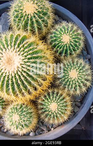 Cactus ronds plantés dans un cercle vue de dessus Banque D'Images