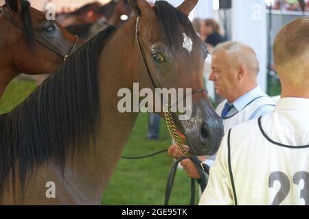 'Pride of Poland 2021' - festival annuel de chevaux arabes de classe mondiale. Comme une tradition de longue date, le festival a été la vente aux enchères de chevaux arabes de sang pur de la ferme de clous à Janów Podlaski, qui possède certains des plus beaux et coûteux pur chevaux arabes élevés sur le monde. Banque D'Images