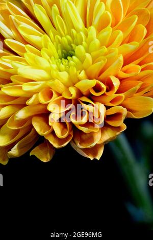 Gros plan d'une belle fleur de chrysanthème orange Banque D'Images