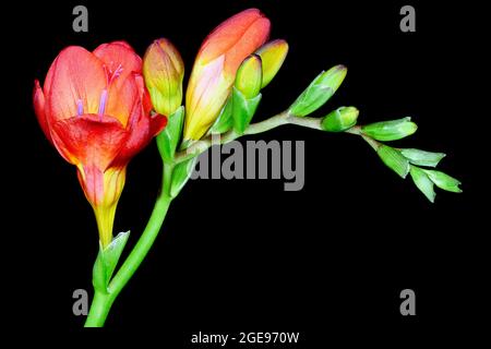 Belles fleurs rouges de Freesia photographiées sur fond noir Uni Banque D'Images