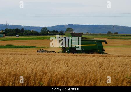 OBERURSEL, ALLEMAGNE - 15 août 2021 : le dernier grain récolté est l'avoine avant les collines de Taunus près de Francfort. Banque D'Images