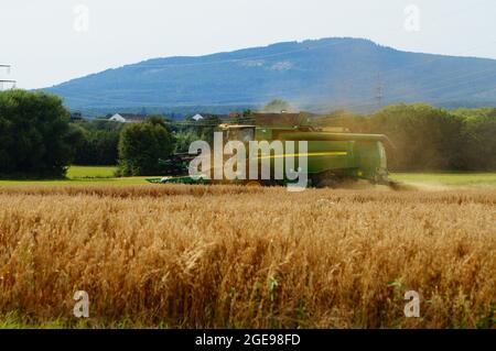 OBERURSEL, ALLEMAGNE - 15 août 2021 : le dernier grain récolté est l'avoine avant les collines de Taunus près de Francfort. Banque D'Images