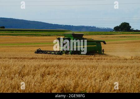 OBERURSEL, ALLEMAGNE - 15 août 2021 : le dernier grain récolté est l'avoine avant les collines de Taunus près de Francfort. Banque D'Images