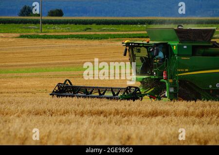 OBERURSEL, ALLEMAGNE - 15 août 2021 : le dernier grain récolté est l'avoine avant les collines de Taunus près de Francfort. Banque D'Images