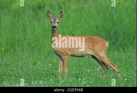 Cerf de Virginie en alerte élevée dans un champ d'herbe, en regardant la caméra Banque D'Images