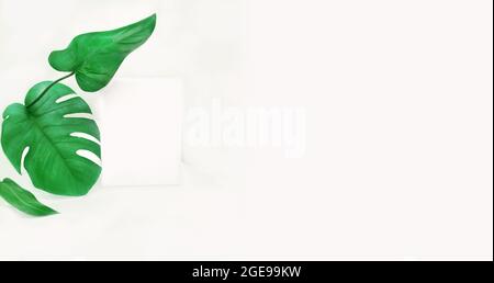 Feuilles de plantes tropicales monstère et philodendron fond clair en format bannière avec place pour le texte Banque D'Images