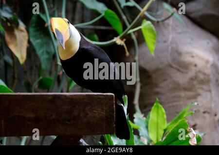 Toco toucan (Ramphastos toco), également connu sous le nom de toucan commun ou de toucan géant reposant Banque D'Images