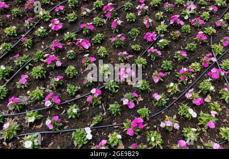 Gros plan d'un lit à fleurs équipé d'un système d'irrigation, avec de petites fleurs pourpres et blanches Banque D'Images