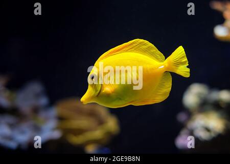 La tenon jaune Zebrasoma flavescens poisson sous l'eau dans la mer Banque D'Images