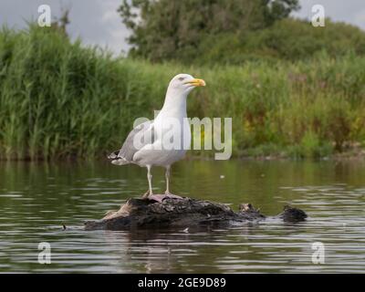 Un Goéland argenté européen (Larus argentatus) perché sur un tronc d'arbre flottant dans un lac. Banque D'Images