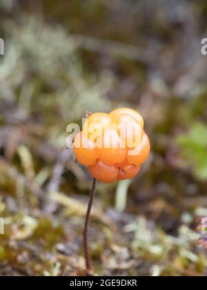 Rubus chamaemorus, noms communs incluent CLOUDBERRY, Nordic Berry, Bakeapple, Knotberry, Knotberry, AQPIK et la petite baie de la brousse Banque D'Images