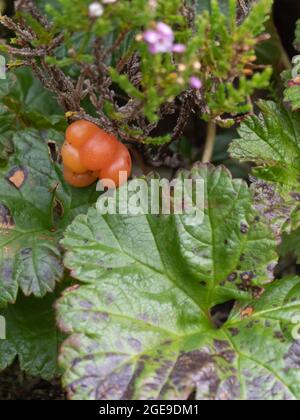 Rubus chamaemorus, noms communs incluent CLOUDBERRY, Nordic Berry, Bakeapple, Knotberry, Knotberry, AQPIK et la petite baie de la brousse Banque D'Images