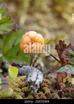 Rubus chamaemorus, noms communs incluent CLOUDBERRY, Nordic Berry, Bakeapple, Knotberry, Knotberry, AQPIK et la petite baie de la brousse Banque D'Images