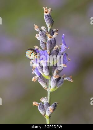 Une Rosemary Beetle (Chrysolina americana) perchée sur la lavande (Lavandula). Banque D'Images