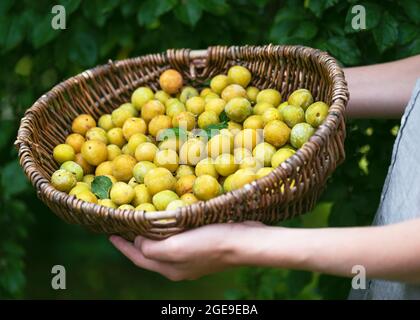 Vieux panier en osier plein de mini prunes biologiques fraîchement récoltées dans les mains des filles. Banque D'Images