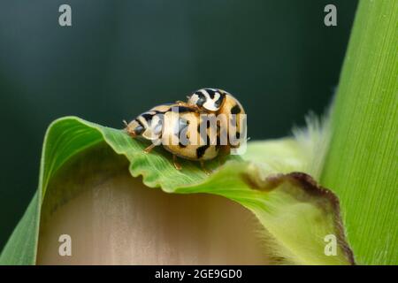 Accouplement du coléoptère des coccinellidae, Satara, Maharashtra, Inde Banque D'Images