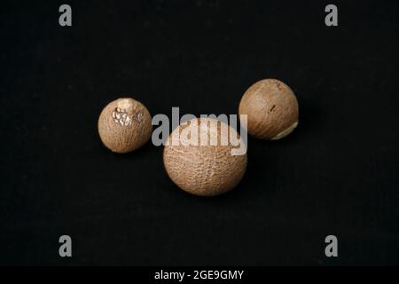Noix de bétel ou noix d'arec sur fond noir Satara, Maharashtra, Inde Banque D'Images