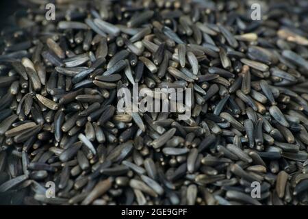 Graines de lin noir, Linum usitatissimum macro closeup, Satara, Maharashtra, Inde Banque D'Images