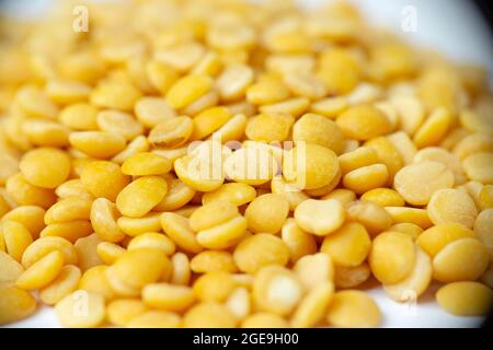 Pois pigeon, Cajanus cajan, Satara, Maharashtra, Inde Banque D'Images