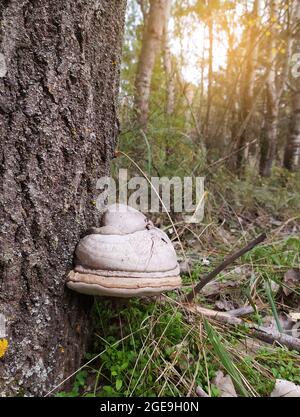 Grand champignon parasite qui pousse sur les troncs d'arbre, Fomes fomentarius. Ce champignon est connu sous plusieurs noms : champignon de l'urine, champignon de l'hof, con de l'urine Banque D'Images