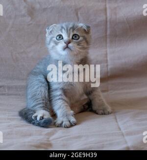 Curieux chaton Scottish Fold à rayures Banque D'Images