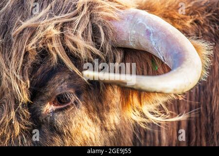 Gros plan sur la tête d'une vache des Highlands. Banque D'Images