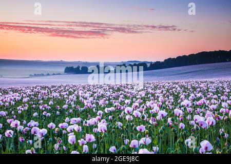 Domaine des coquelicots blancs cultivés près de Rockley dans le Wiltshire. Banque D'Images